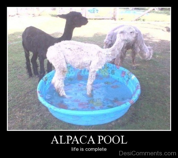 Alpaca Pool