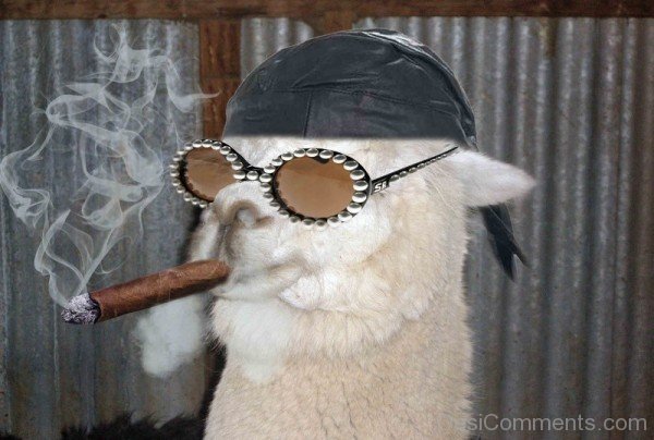 Alpaca Smoking