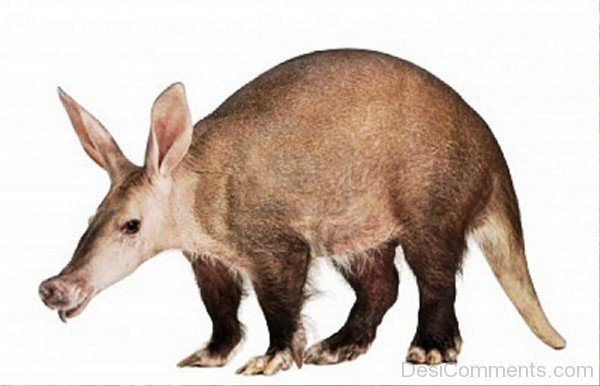 Amazing Aardvark-dc1221