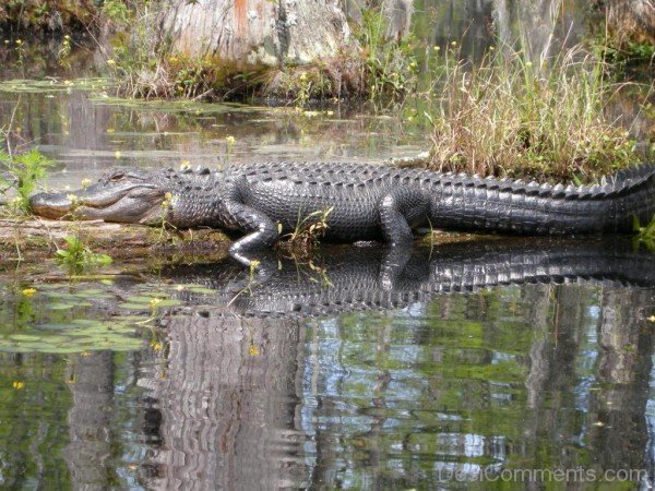 Amazing Aligator Image-db030