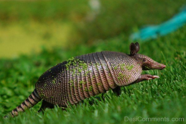 Amazing Armadillo Image-db001