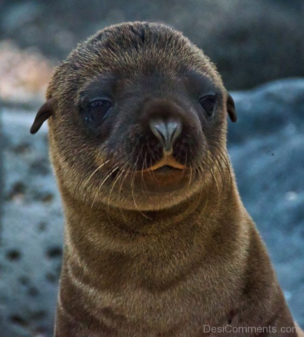 Amazing Baby Of Sea Lion-db101