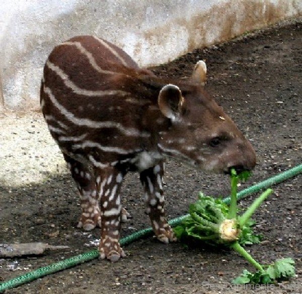 Amazing Baby Tapir Eating-db701