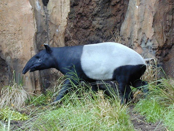 Amazing Black And White Tapir-db702