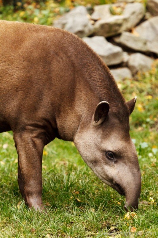 Amazing Brown Tapir-db703