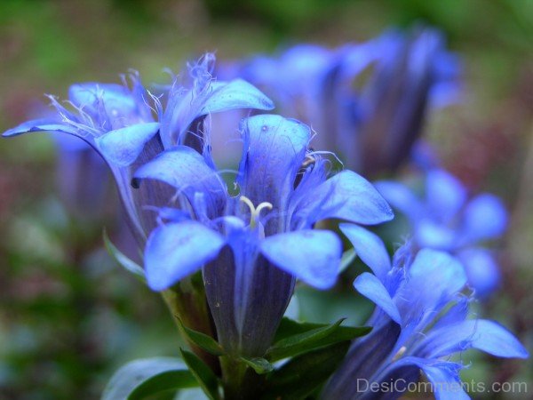 Amazing Crested Gentian Flowers