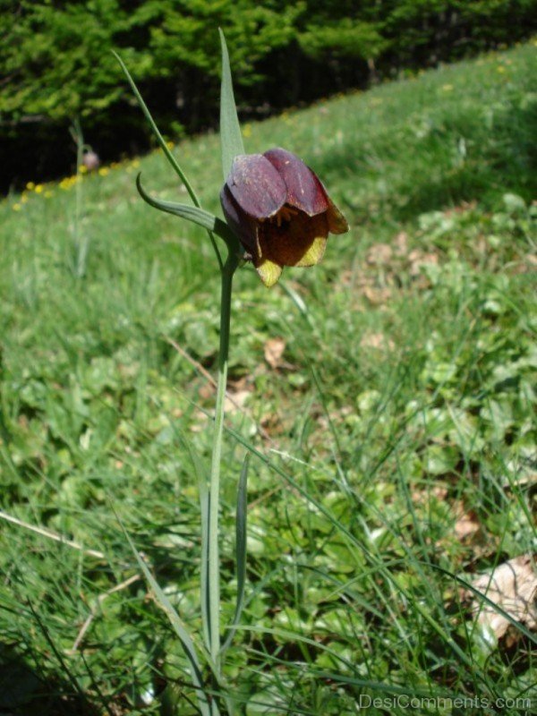 Amazing Fritillaria Montana Flower-try502DCDesi20