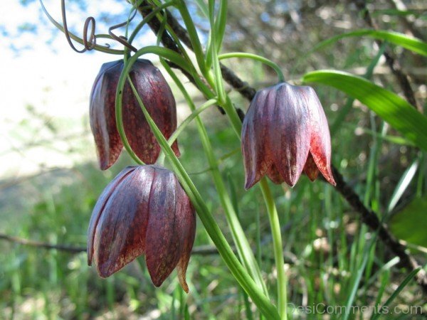 Amazing Fritillaria Ruthenica Flowers-kju602DC0014