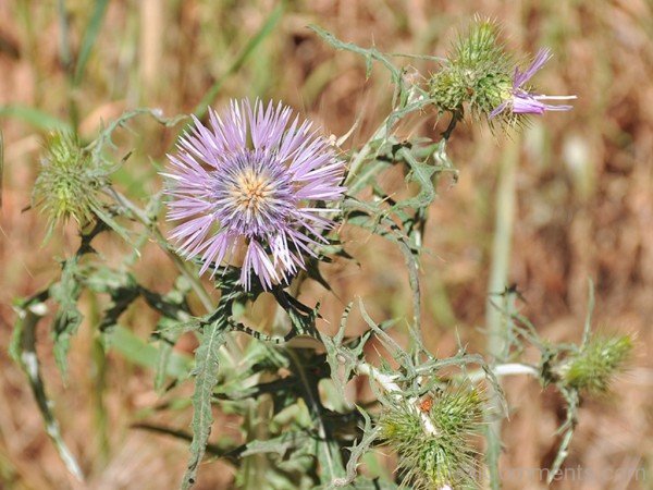 Amazing Galactites Tomentosa Flower-tub2302DC0729