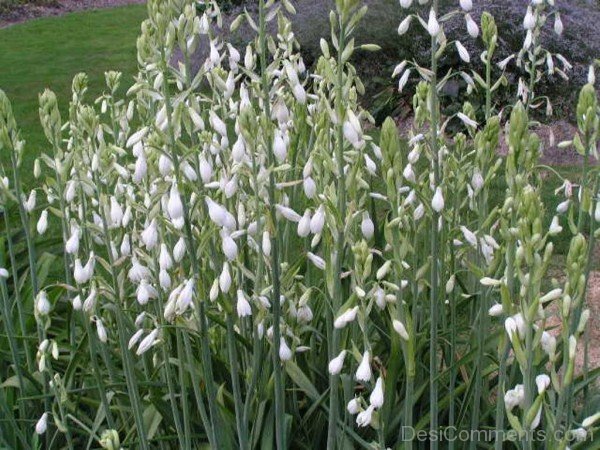 Amazing Galtonai Candicans Flowers