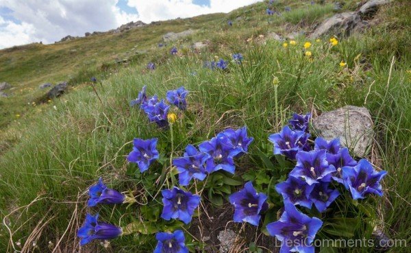 Amazing Gentiana Acaulis Flowers-yui802DC12326