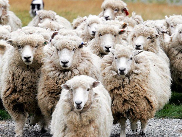Amazing Herd Of Sheep-DC021419
