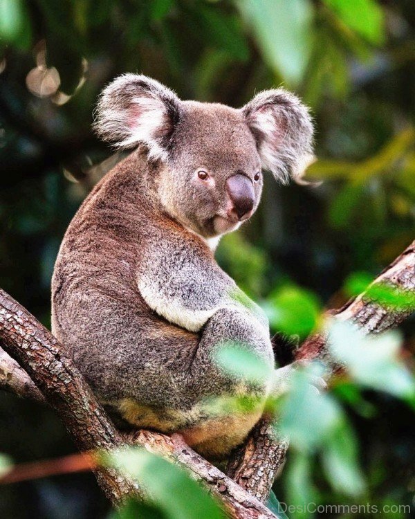 Amazing Koala Image-adb01desi001