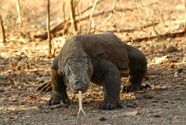 Amazing Komodo Dragon Image-db101