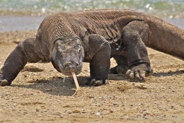 Amazing Komodo Dragon-db102