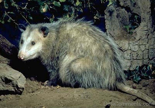 Amazing Opossum-db001