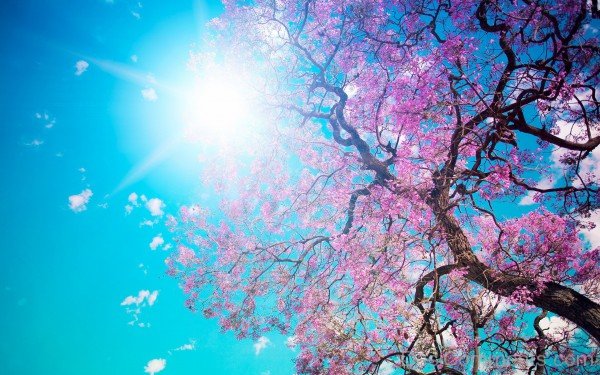 Amazing Picture Of  Spring