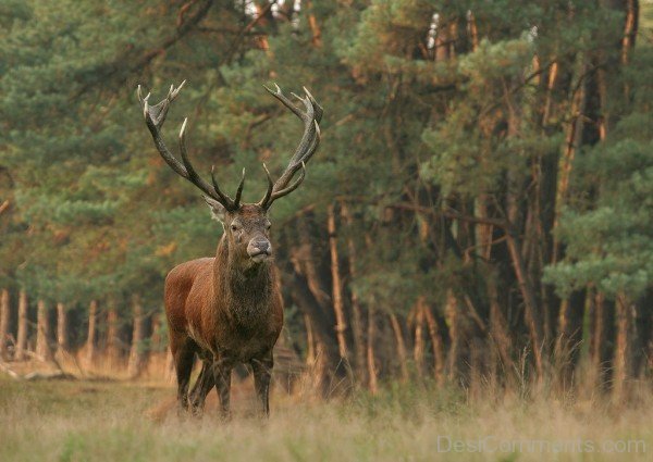 Amazing Red Deer In Forest-db302