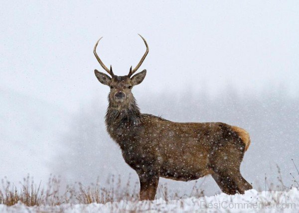 Amazing Red Deer In Snow-db303