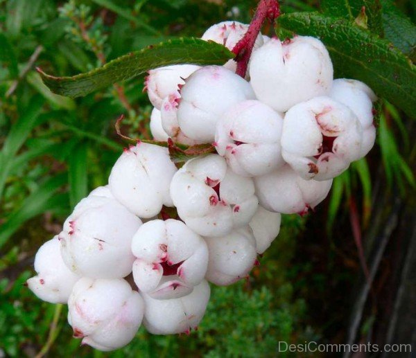 Amazing Snow Berry Flowers