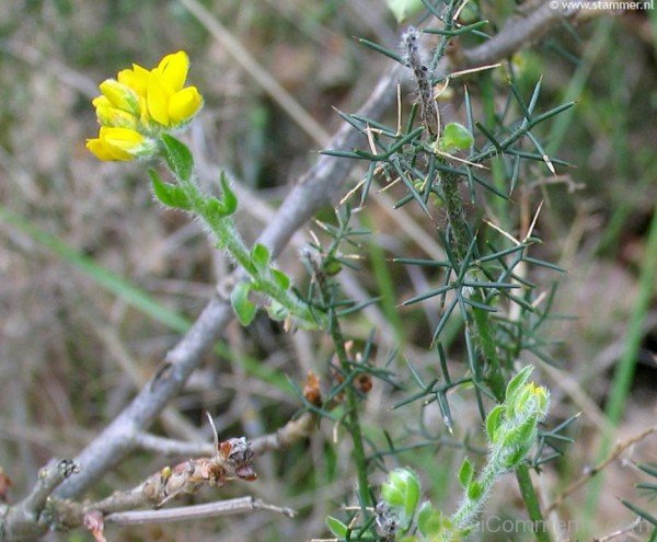 Amazing Spanish Gorse Flower-gta502DC00214