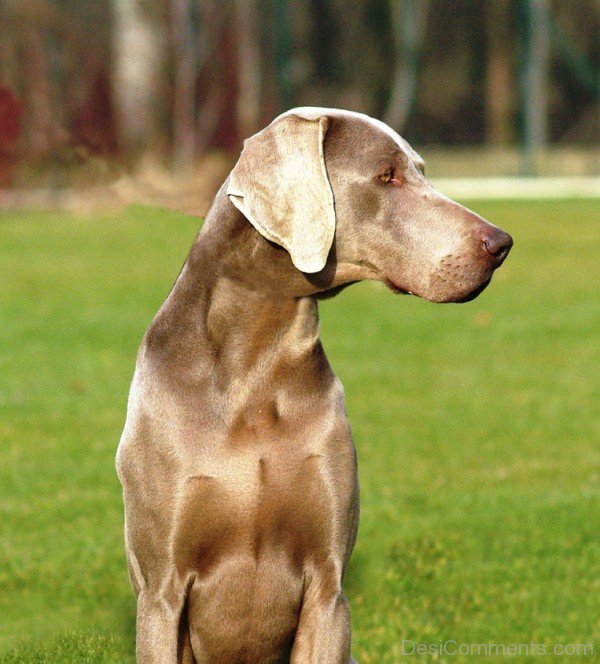 Amazing Weimaraner Dog Breed-ADB250022DC012522