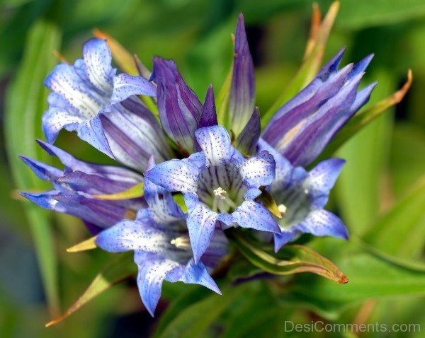 Amazing Willow Gentian Flowers