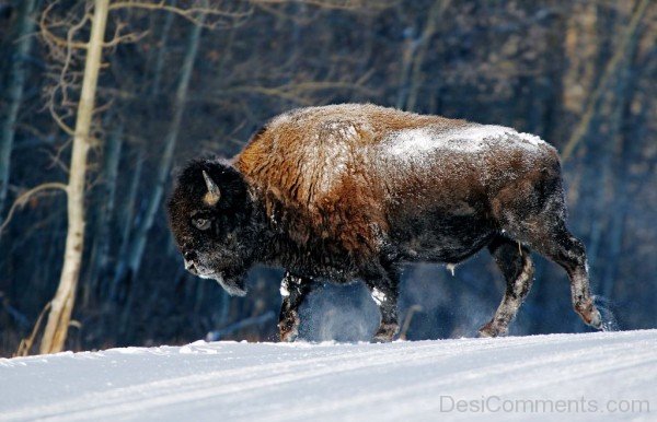 American Bison On Snow-DC0202
