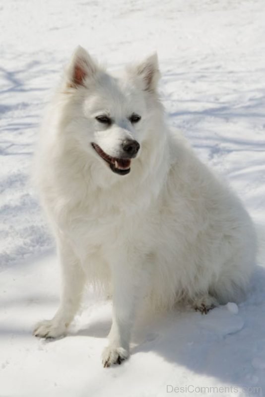 American Eskimo Dog