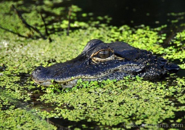 Animal Alligator In Water-db035