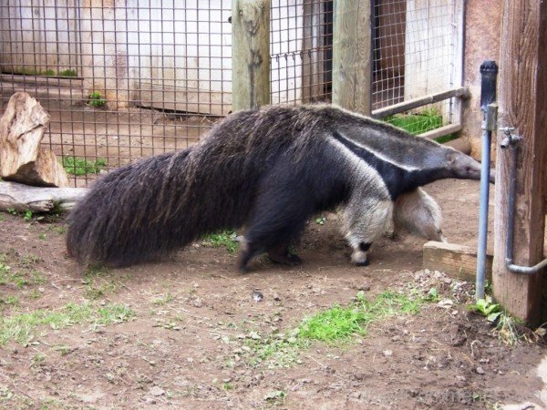 Animal Anteater In Zoo-DCanimanls001