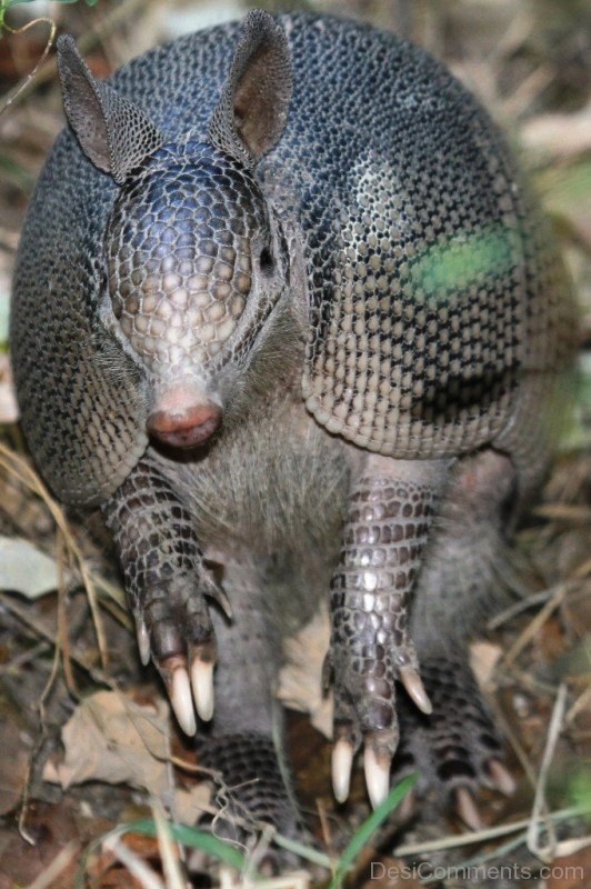 Animal Armadillo Image-db003