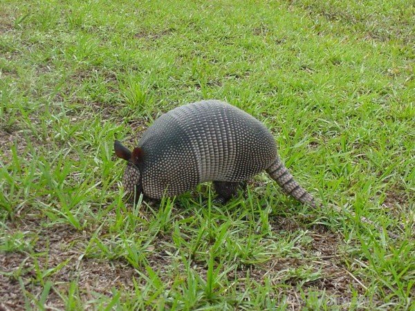 Animal Armadillo On Grass-db005