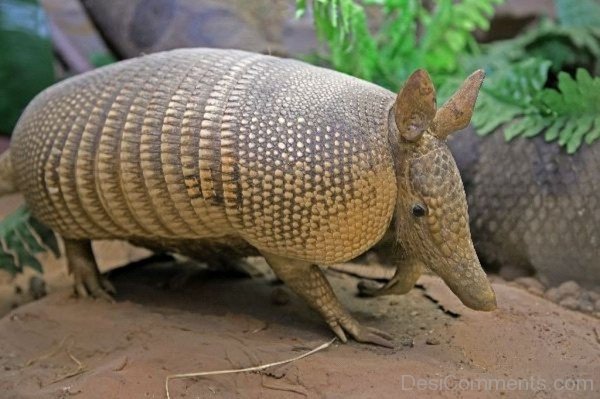 Animal Armadillo Photo-db007