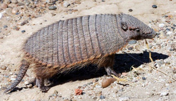 Animal Armadillo Picture-db008