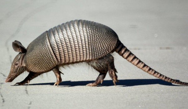 Animal Armadillo Walking On Road-db009