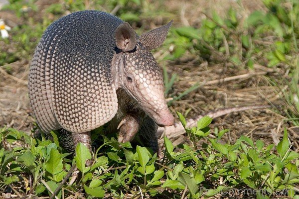 Animal Armadillo-db010