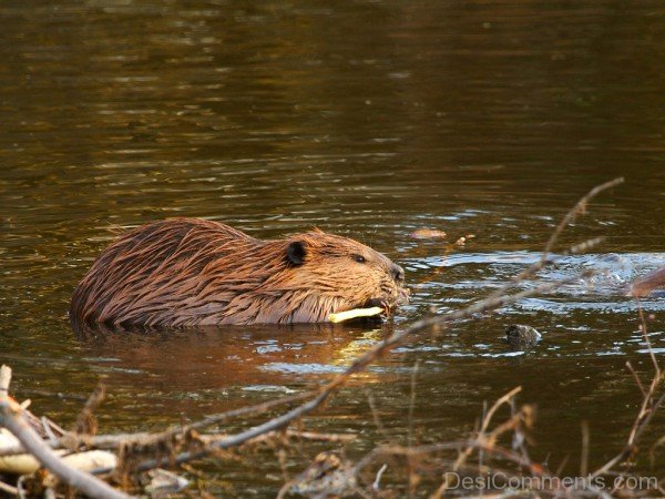 Animal Beaver In Water -adb201desi01