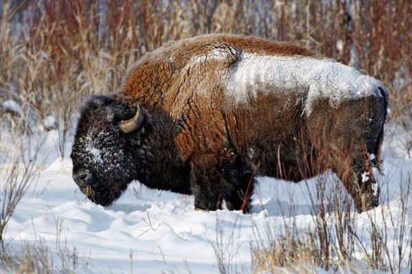 Animal Bison On Snow-DC0204
