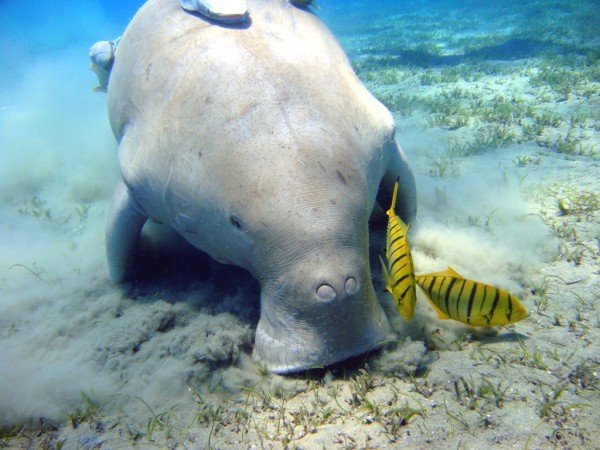 Animal Dugong-db003