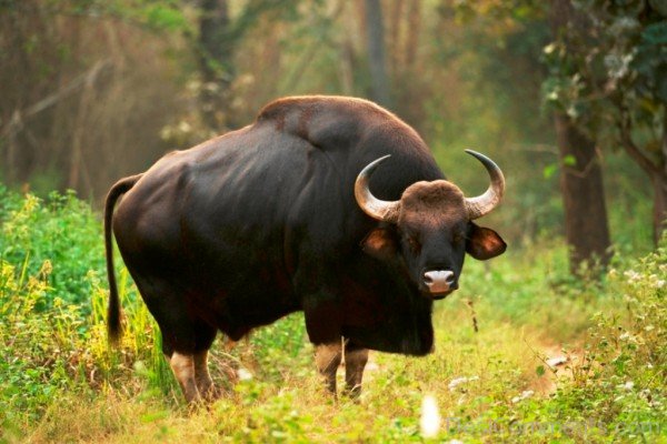 Animal Gaur-pkjmlk2304