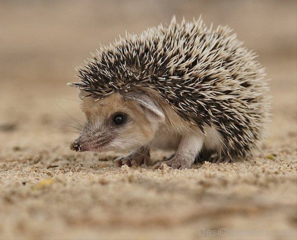 Animal Hedgehog On Sand-dcpf01