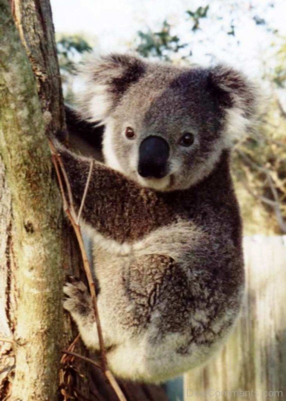 Animal Koala-adb02desi002