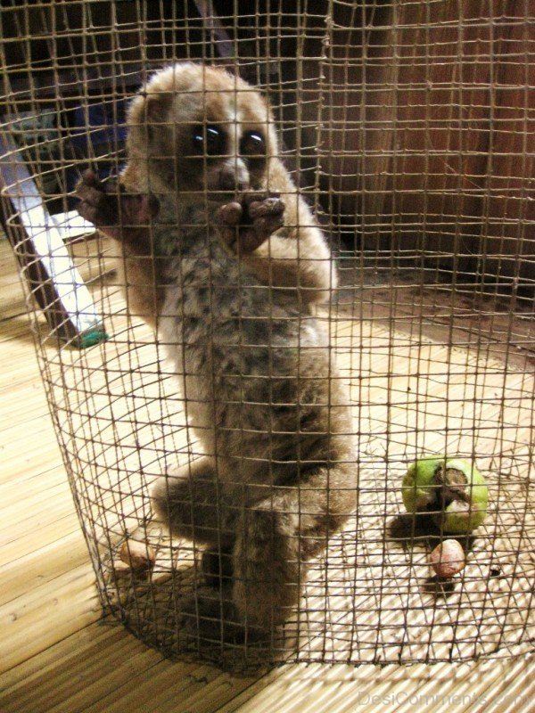 Animal Loris In Cage-db102