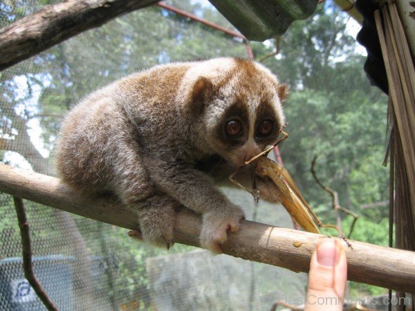 Animal Loris In Zoo-db103