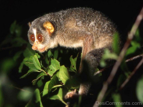 Animal Loris-db104