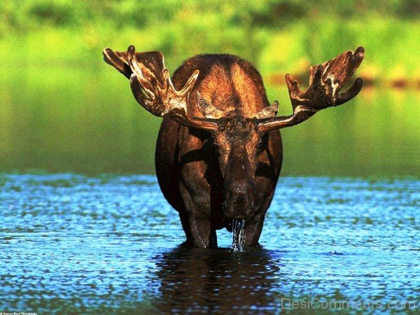 Animal Moose In Water-adb003desiqwe04