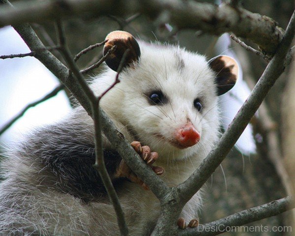Animal Opossum-db006