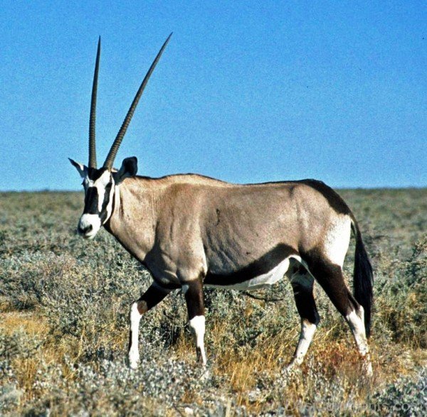 Animal Oryx Image-adb101desicomm01