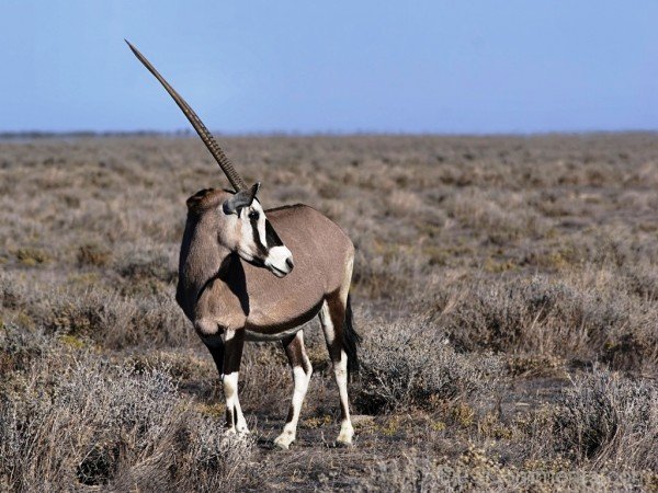 Animal Oryx-adb102desicomm02